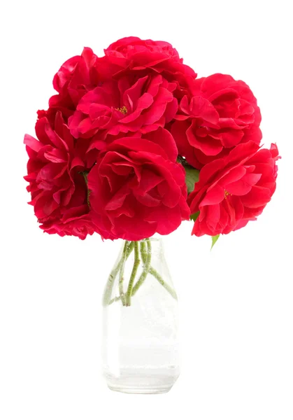 Red roses — Stock Photo, Image