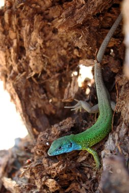 Kertenkele güdük üzerinde