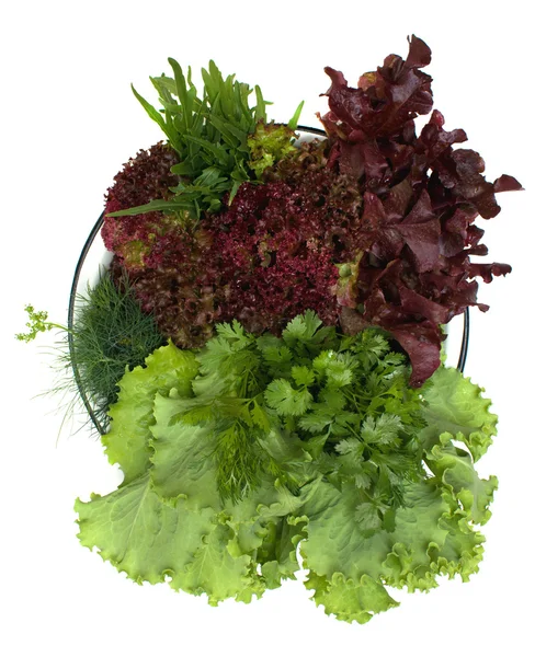 Különböző típusú saláta és csípős fűszernövények — Stock Fotó