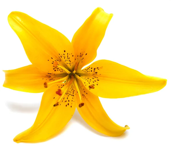 Gele lily bloem — Stockfoto