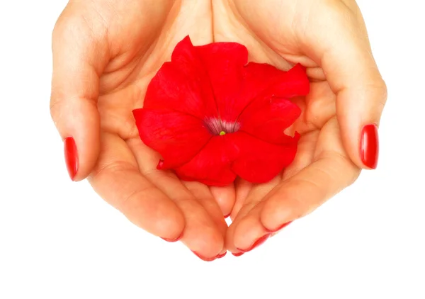 Flor vermelha em suas mãos — Fotografia de Stock
