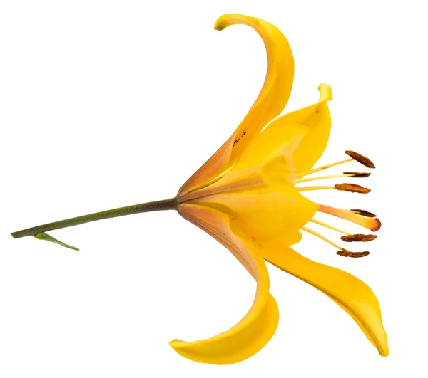 Gul Lilja blomma — Stockfoto