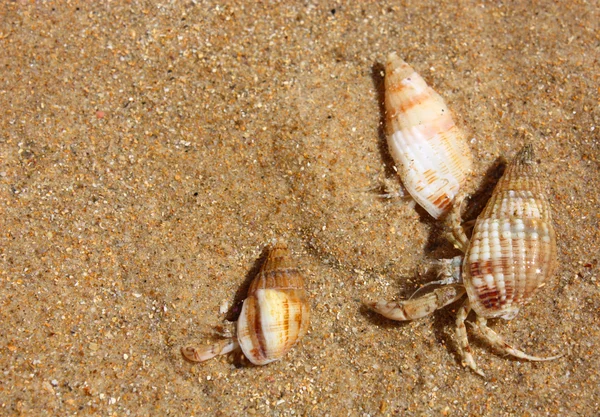 Cangrejos ermitaños — Foto de Stock