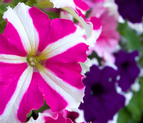 Pink and blue petunia blooms. — Stock Photo, Image