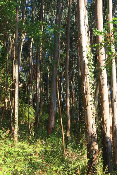 Bosque de eucalipto —  Fotos de Stock