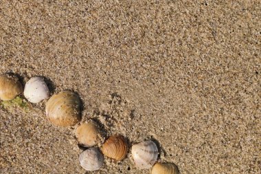 Islak kumlu sahilde uzanan küçük deniz kabukları, doğal olarak sıralanmıştır. Sıcak kum dokusu olan yaz mevsiminde yakın plan, seyahat, tatil ve sahil temaları için mükemmel..