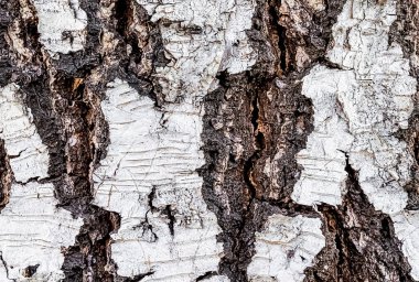 Huş ağacı kabuğu dokusuna yakın çekim.