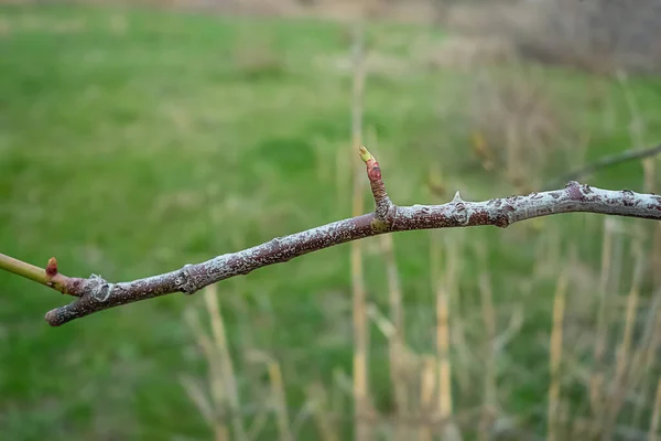 Sprig Albero Con Bocciolo Nel Giardino Primaverile — Foto Stock