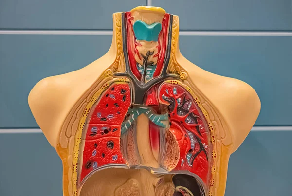 Modelo Humano Sistema Respiratório Com Pulmões Vasos Sanguíneos — Fotografia de Stock