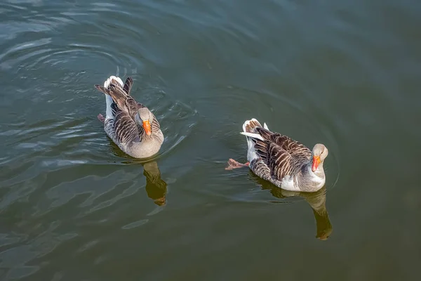 Two Ducks Floating Lake Summer Day — Stock Photo, Image