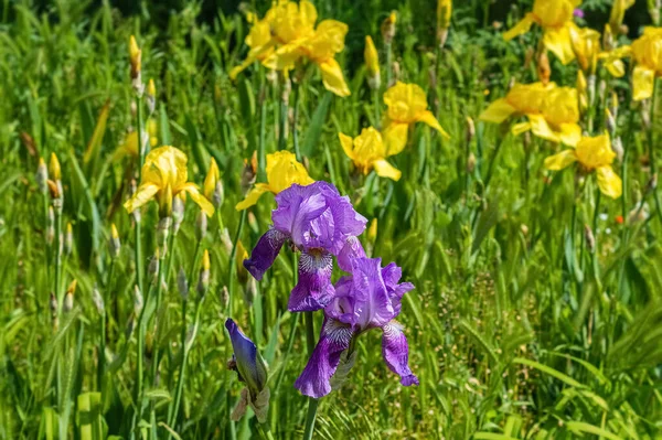 Meadow Purple Yellow Iris Flowers — Stock fotografie