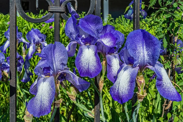 Fiori Iris Viola Bianchi Nel Parco — Foto Stock