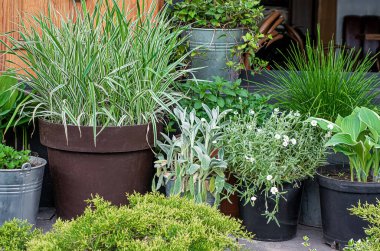 Çiçek saksılarındaki dekoratif bitkiler yazın evin yanında duruyorlar..