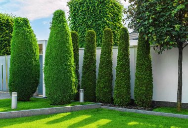 Yazın yüksek köknar ve akçaağaç sıraları.