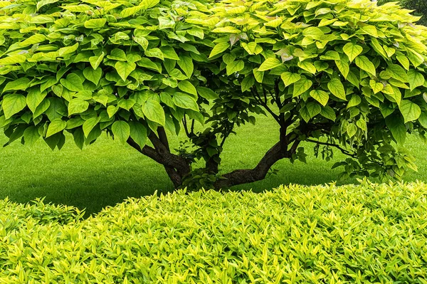Πράσινο Θάμνο Και Δέντρο Πλούσια Φυλλώματα Στον Καλοκαιρινό Κήπο — Φωτογραφία Αρχείου