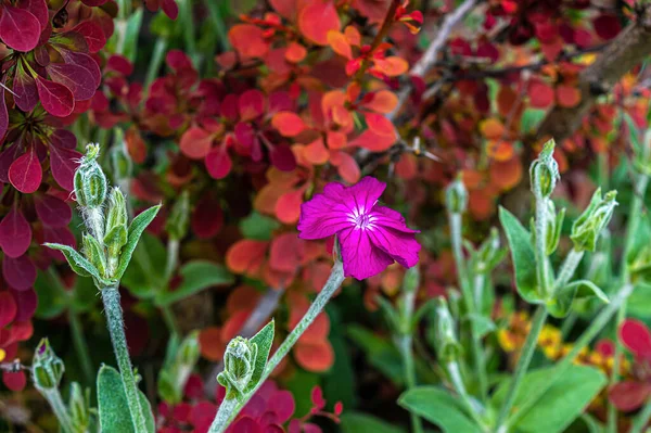 Rose Rose Campion Dans Jardin Été — Photo