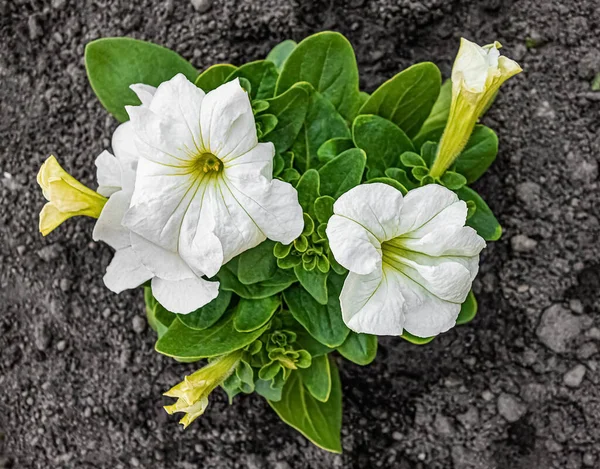 Květ Bílé Petúnie Rostoucí Půdě — Stock fotografie