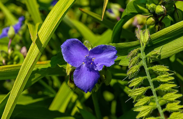 Tradescantia Λουλούδι Στον Κήπο Του Καλοκαιριού — Φωτογραφία Αρχείου