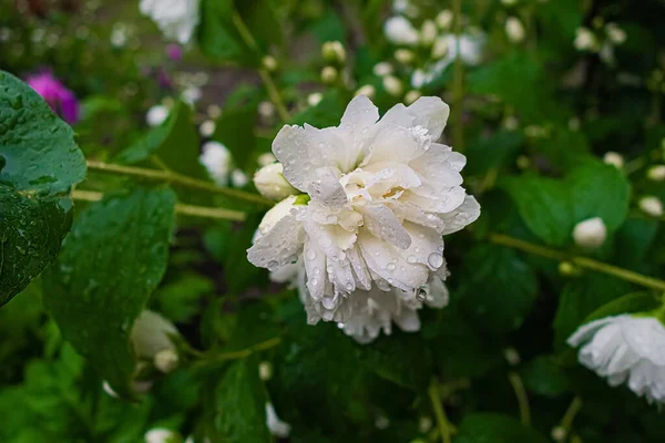 Белый Жасминовый Цветок Каплями Дождя Летнем Саду — стоковое фото