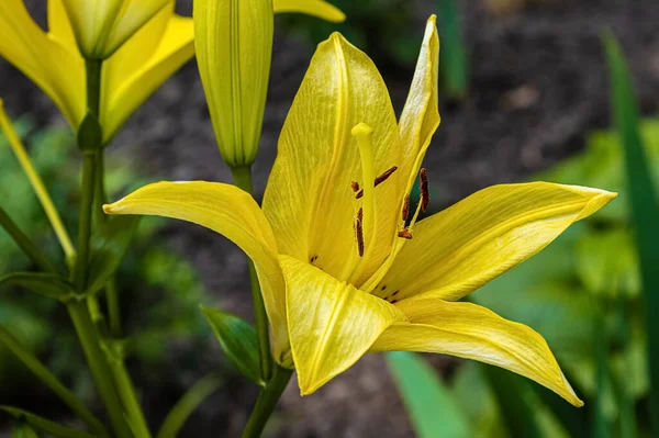 Gelbe Lilie Blüht Sommergarten — Stockfoto