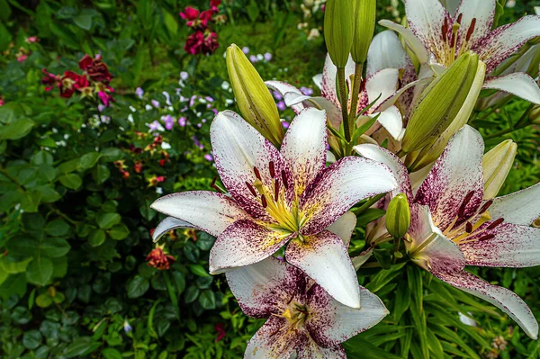 Flores Lírio Branco Roxo Jardim Verão — Fotografia de Stock