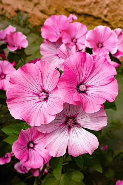 Fleurs Lavatera Roses Dans Jardin Été — Photo