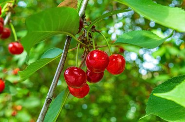 Yaz bahçesinde ağaçta olgun kırmızı kirazlar.