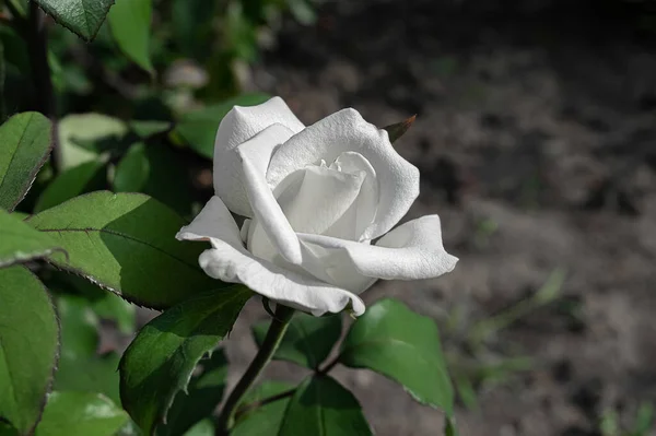 夏の庭で白いバラ — ストック写真