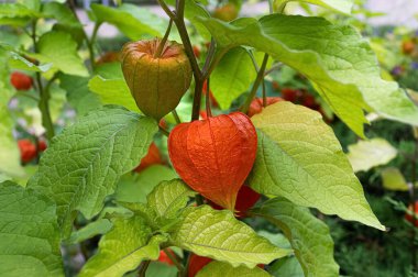 Physalis ya da Çin Feneri bitkisi yaz bahçesinde.