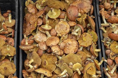 Plastik sandıklarda ormandan toplanan mantar mahsulleri..