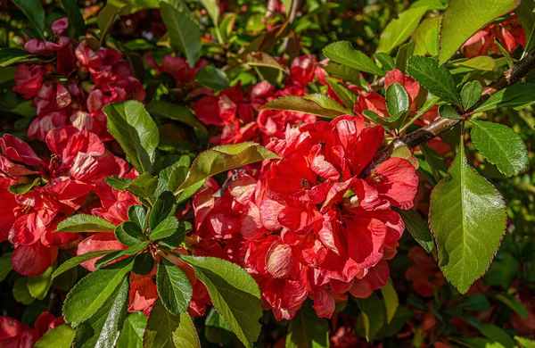 Ιαπωνικό Κυδώνι Θάμνος Chaenomeles Japonica Κόκκινα Λουλούδια Που Ανθίζουν Στον — Φωτογραφία Αρχείου
