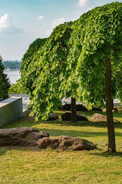 Nehrin altındaki yaz parkında ağaçlar.