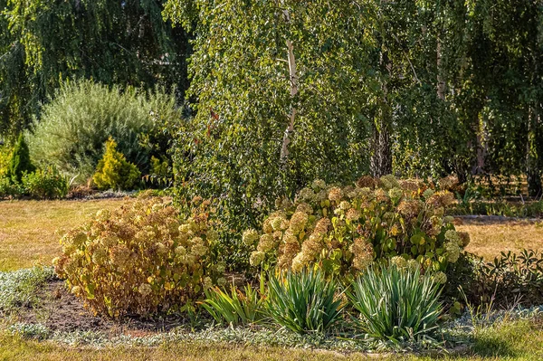 Arbustes Arbres Feuillage Luxuriant Début Automne — Photo