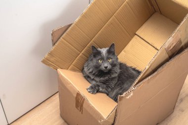 Curious Cat Sitting in a Cardboard Box  Cats Love Boxes