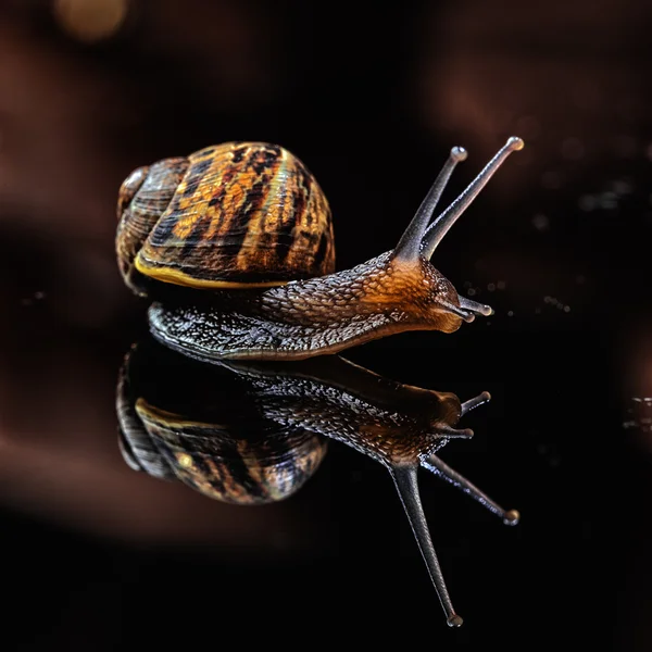 Salyangoz ve yansıma