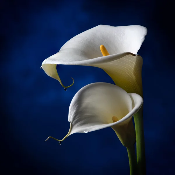 Lilly koyu mavi zemin üzerine