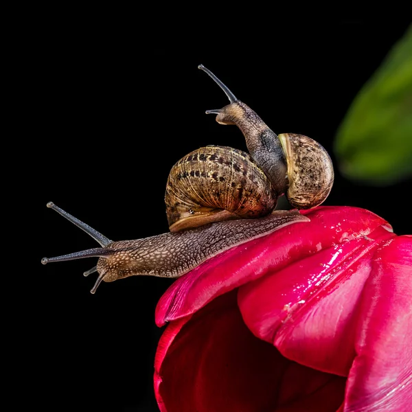 Two snails on the red tulip — Stock Photo, Image