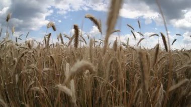 buğday alan rüzgarla şişmiş bulutlar ile mavi gökyüzü altında