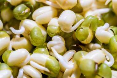 Kavanozda filizler ya da fasulye tohumları, yakın çekim..