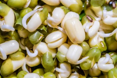 Kavanozda filizler ya da fasulye tohumları, yakın çekim..