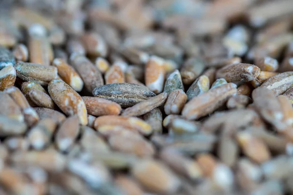 Органические семена ржаного зерна в качестве фона. Вид сверху. — стоковое фото