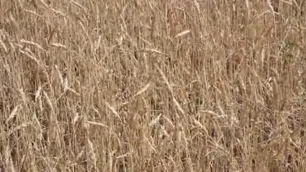 Eine Nahaufnahme eines trockenen Grasfeldes — Stockvideo