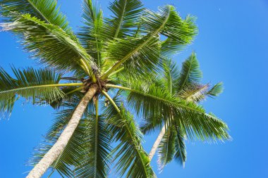 palmiye ağaçları ile tropikal plaj. güzel deniz doğa arka plan