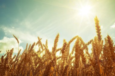 Güzel mavi bulut gökyüzü güneş sith altındaki sarı buğday alanında spikelets