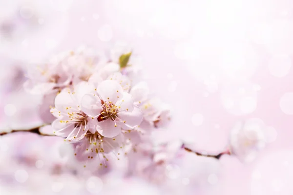 Frühling weiße Blüte vor sanftem rosa Hintergrund — Stockfoto