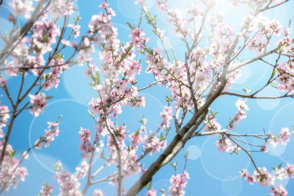 소프트 블루 배경 봄 핑크 꽃 — 스톡 사진