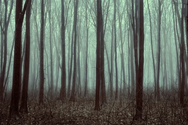 Bela floresta com nevoeiro. Beleza natureza fundo — Fotografia de Stock