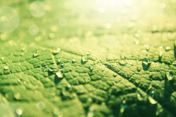 Close-up de uma folha e gotas de água sobre ele fundo — Fotografia de Stock
