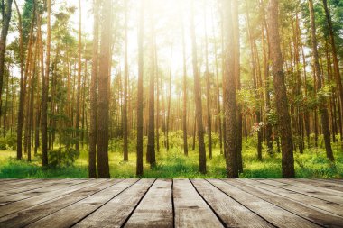 çam ormanı. Güzellik doğa arka plan