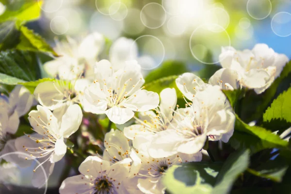 ソフト背景に春の白い花 — ストック写真